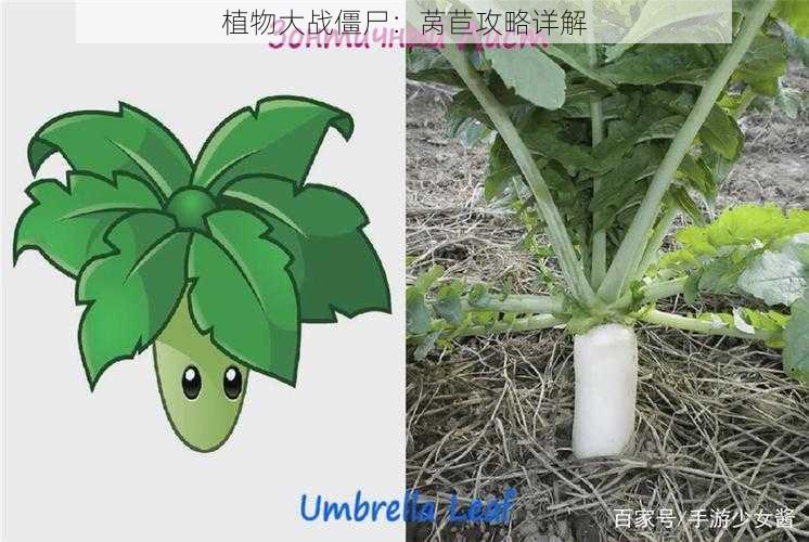 植物大战僵尸：莴苣攻略详解