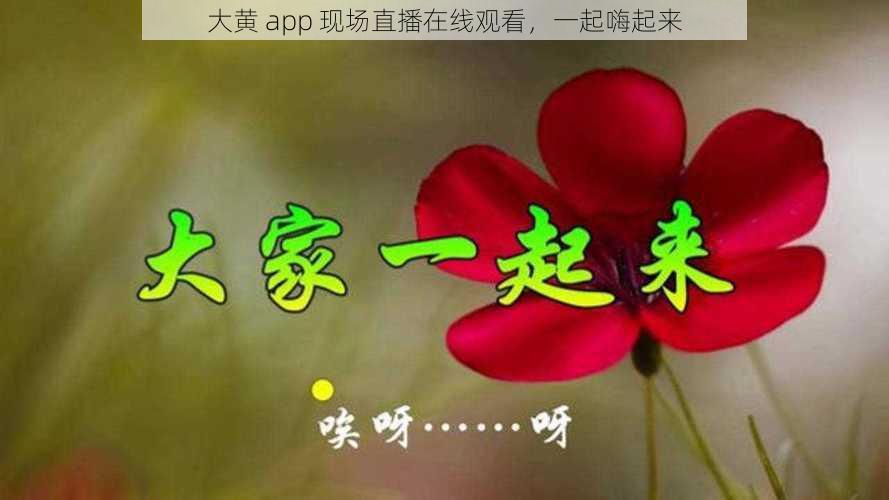 大黄 app 现场直播在线观看，一起嗨起来