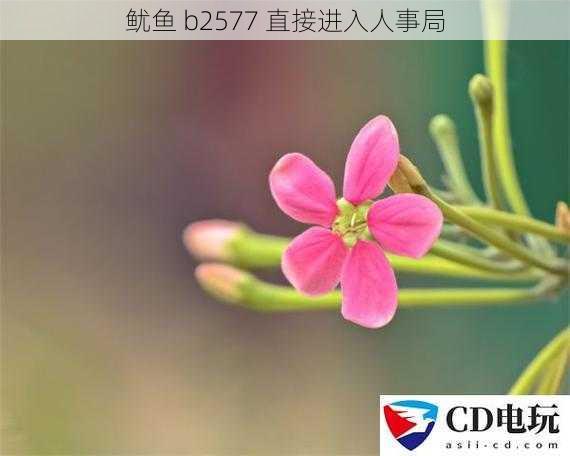 鱿鱼 b2577 直接进入人事局