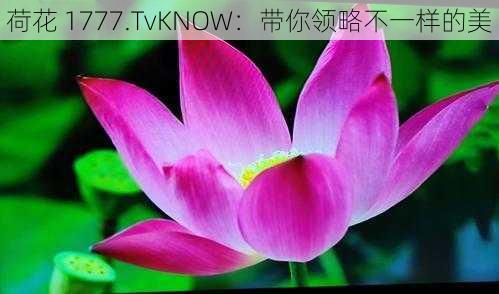 荷花 1777.TvKNOW：带你领略不一样的美