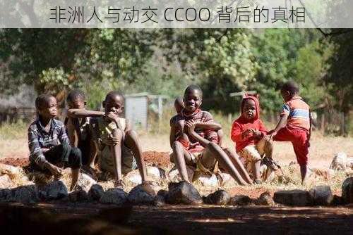 非洲人与动交 CCOO 背后的真相