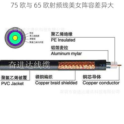 75 欧与 65 欧射频线美女阵容差异大