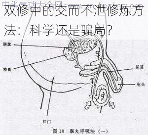 双修中的交而不泄修炼方法：科学还是骗局？