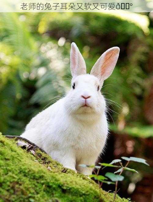 老师的兔子耳朵又软又可爱🐰