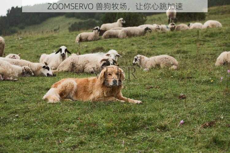 ZOOMSERVO 兽狗牧场，让你心跳加速