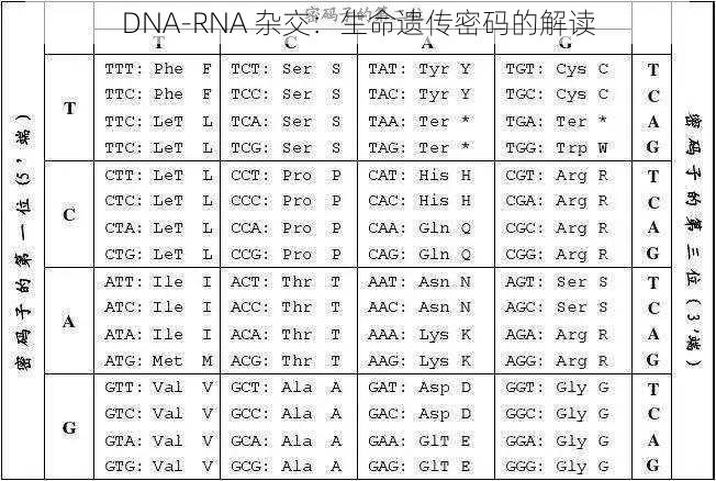 DNA-RNA 杂交：生命遗传密码的解读